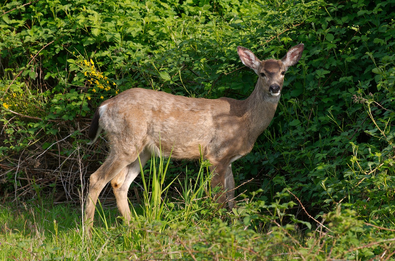 Captive cervids bill hopes to expand ability of farmers to raise deer