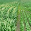 corn soy agriculture farming crops conservation