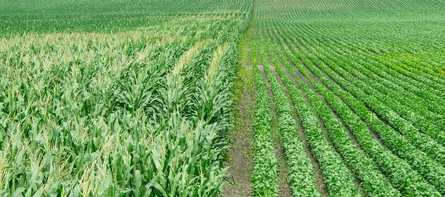 corn soy agriculture farming crops