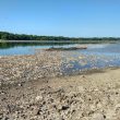 Schell Lake is being drained in June for a major renovation project. A fish kill on June 18 as water became extremely shallow in places involves mostly invasive common carp and grass carp. (Photo by Mike Allen, Missouri Department of Conservation)