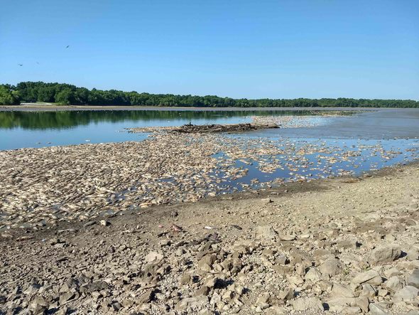 Schell Lake is being drained in June for a major renovation project. A fish kill on June 18 as water became extremely shallow in places involves mostly invasive common carp and grass carp. (Photo by Mike Allen, Missouri Department of Conservation)