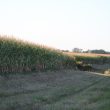 A corn field in Hurdland, Missouri (ALISHA SHURR/THE MISSOURI TIMES).
