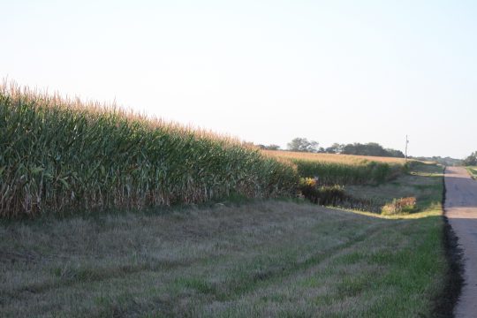 A corn field in Hurdland, Missouri (ALISHA SHURR/THE MISSOURI TIMES).