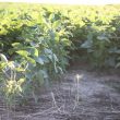 Soybean field in Hurdland, Missouri (ALISHA SHURR/THE MISSOURI TIMES).