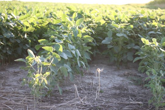 Soybean field in Hurdland, Missouri (ALISHA SHURR/THE MISSOURI TIMES).