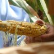 An ear of corn in northern Missouri during the drought (ALISHA SHURR/THE MISSOURI TIMES).
