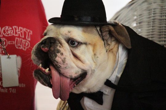 Stanley the Bulldog (ALISHA SHURR/THE MISSOURI TIMES).